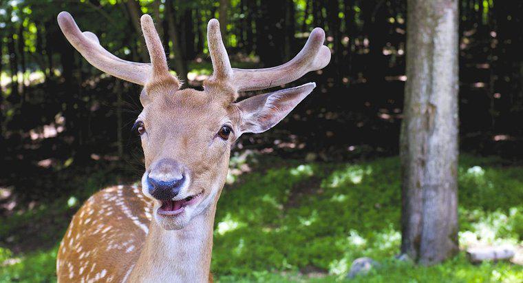 Czy Deer ma górne zęby?