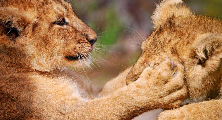 Dlaczego lwy mają przednie łapy wyposażone w długie, chowane pazury?