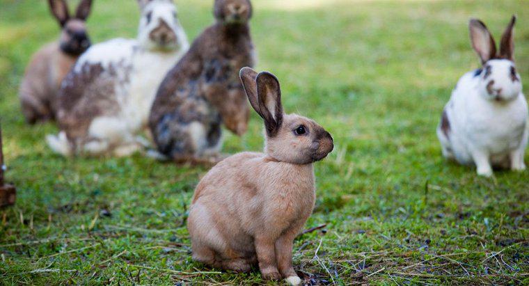 Jakie połączenie ma Easter Bunny na Wielkanoc?