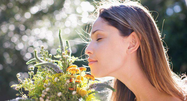 Jakie są możliwe przyczyny zwiększonego zapachu?