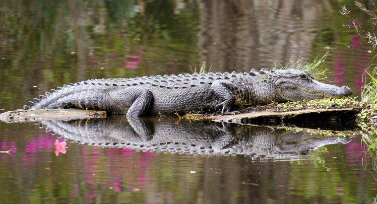 Jak długo aligator może przebywać pod wodą?