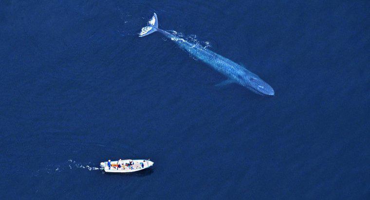 Czy Błękitny Wieloryb jest większy od dinozaura?