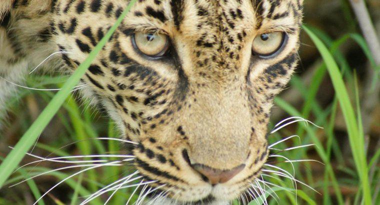 Gdzie Czy Leopard mieszka w Afryce?