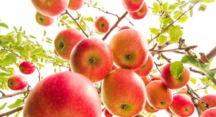 Ile jabłek produkuje jabłoń?