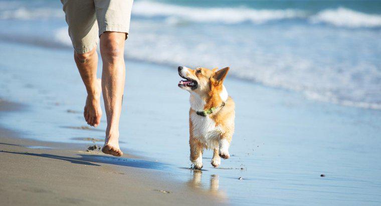 Co się dzieje, gdy pies spożywa piasek?