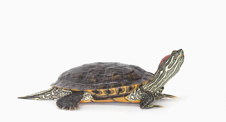 Co żółw suwakowy brzucha jeść?