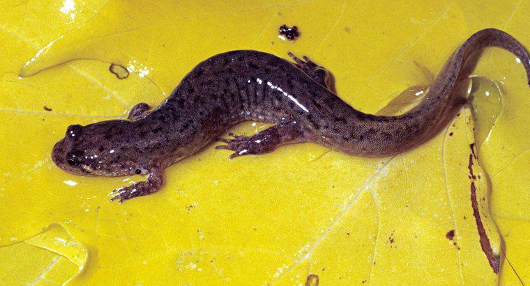 Co to jest Dusky Salamander?