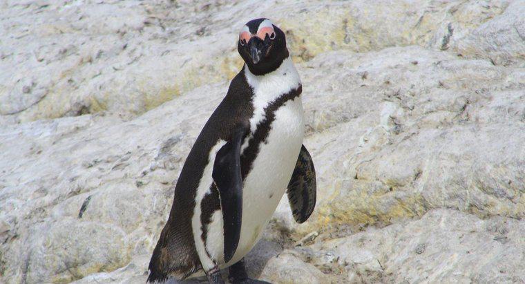 Czy pingwiny żyją na biegunie północnym?