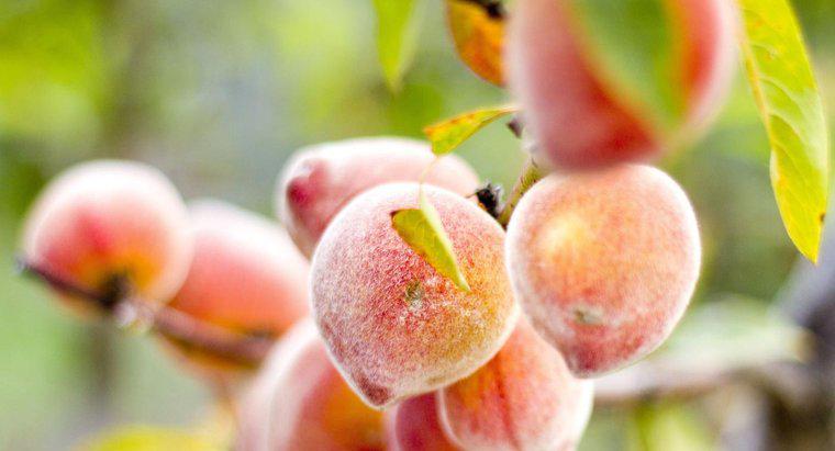 Jakie są różnice między nektaryną a brzoskwinią?