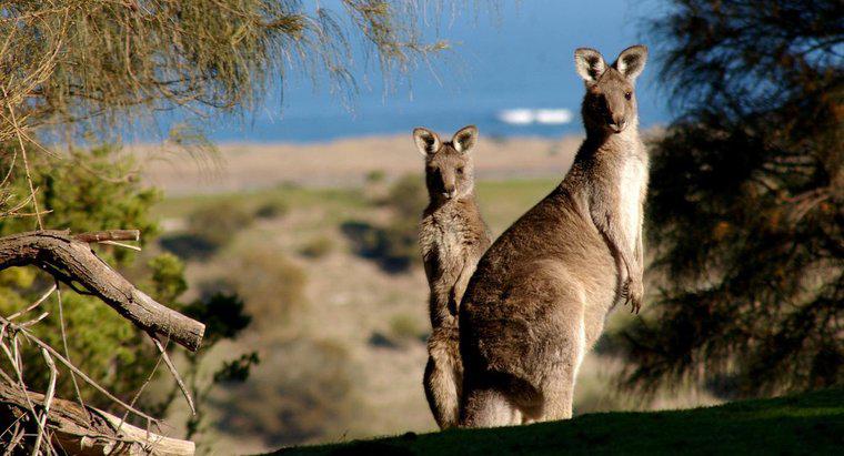 Ile kosztuje kangur?