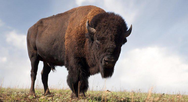 Ile waży Buffalo?