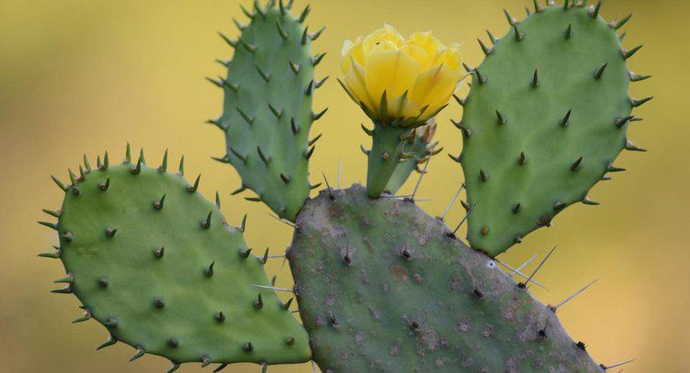 W jaki sposób kaktus opuncja przystosowany jest do pustynnego życia?
