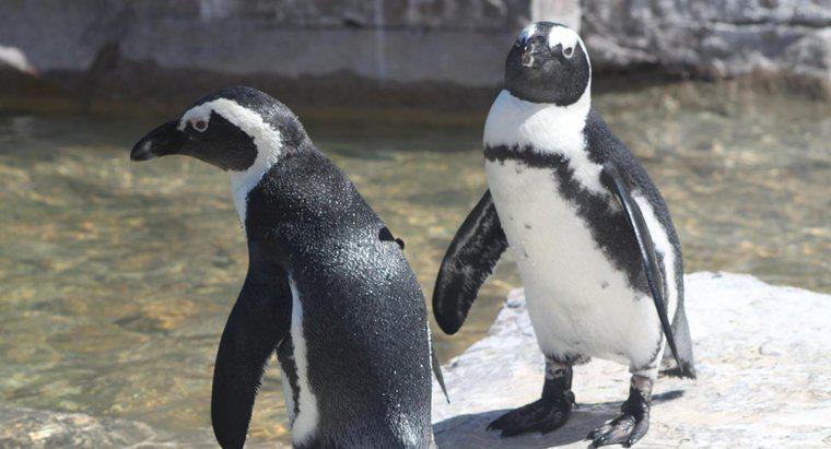 Jak długo pingwiny mogą przebywać pod wodą?