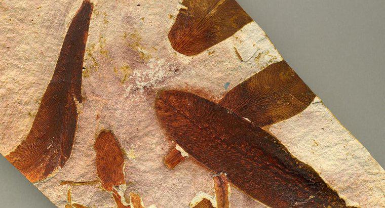 Gdzie są znalezione skamieniałości glossopteris?