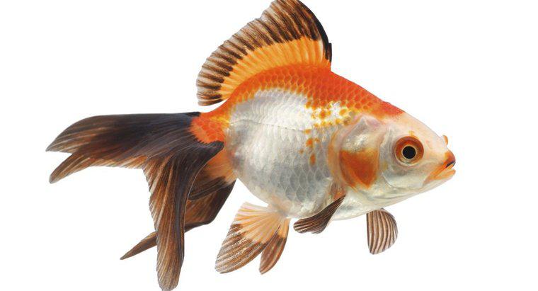 Co to znaczy, gdy Goldfish Turn Black?