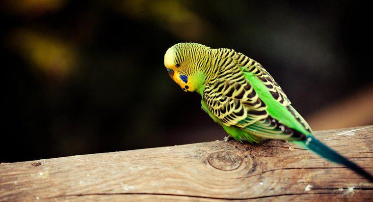 Jak długo żyje Parakeet?