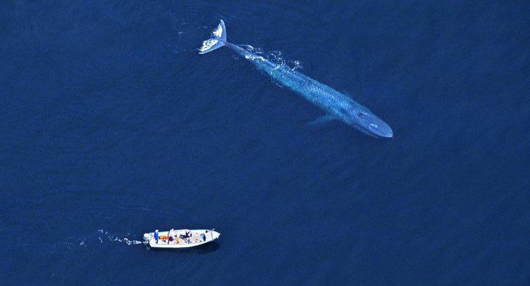 Dlaczego ludzie zabijają niebieskie wieloryby?
