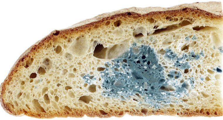 Który rodzaj chleba jest najszybszy?