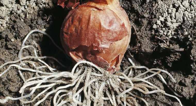 Co sprawia, że ​​cebulkowe korzenie są idealne do nauki mitozy?