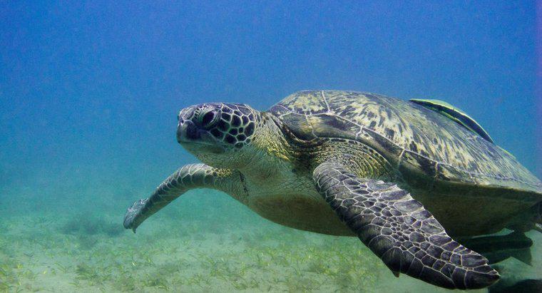 Jak długo żółwie mogą być podwodne?