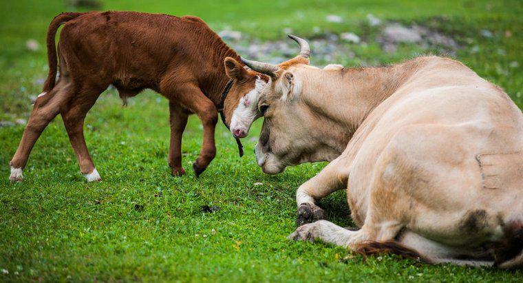 Jak długo trzeba, aby krowa miała cielę w ciąży?