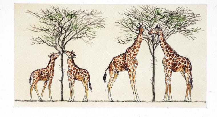 Jak Lamarck wyjaśnił, dlaczego żyrafy mają długie szyje?