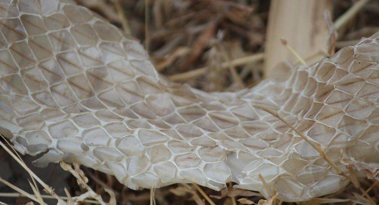 Jak często węże zrzucają swoją skórę?