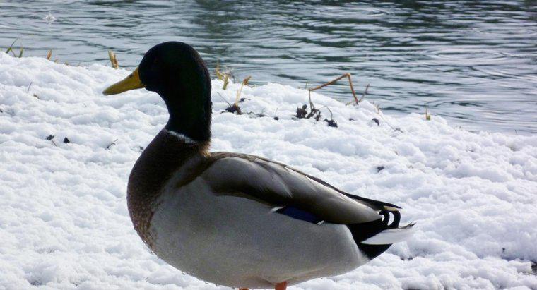 Czy kaczki mogą przetrwać zimę?