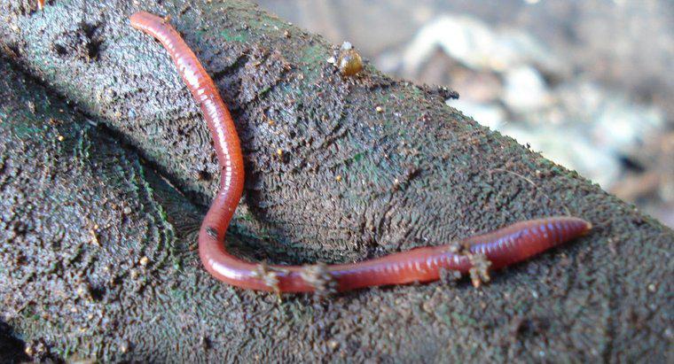 W jaki sposób odbywa się wymiana gazowa w Earthworms?