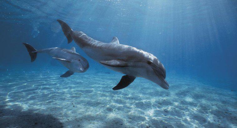Jak długo potrafią delfiny wstrzymywać oddech?