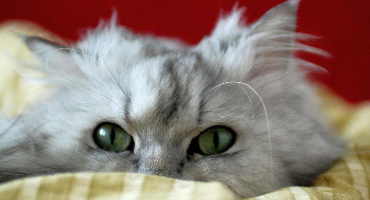 Jaka jest średnia długość życia kota perskiego?