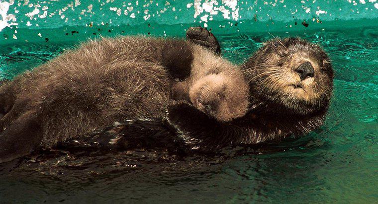 Jak długo dzieci wydry zostają z matkami?
