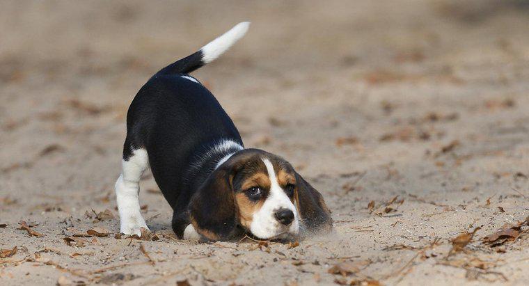 Ile ważą Beagles?