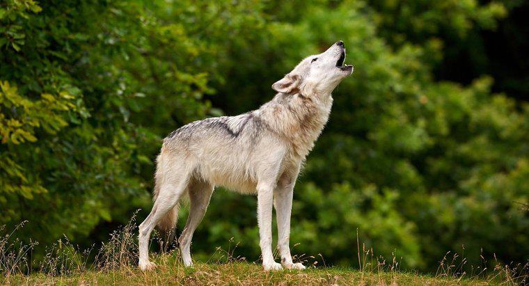 Jak długo żyją wilki?