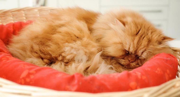 Co to jest pomarańczowy kot perski?