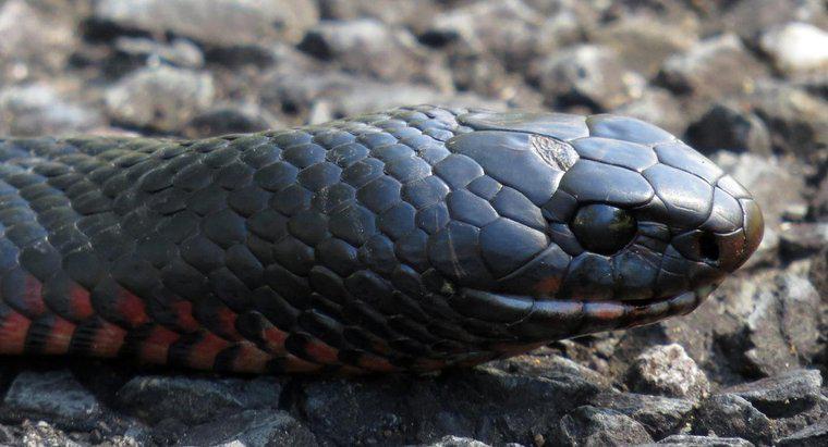 Co to jest czarnoskrzydły czarny wąż?