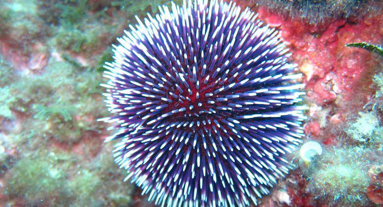 Jak poruszają się Sea Urchins?