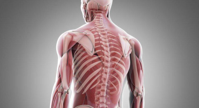 Jak mięśnie są przywiązane do kości?