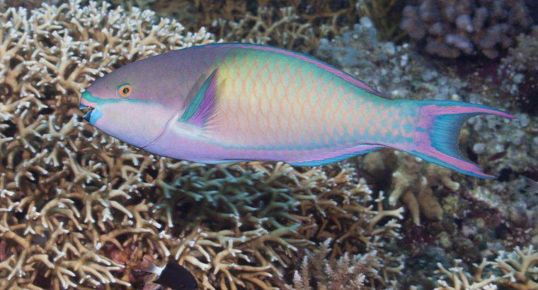 Co Fish Eat Parrotfish?