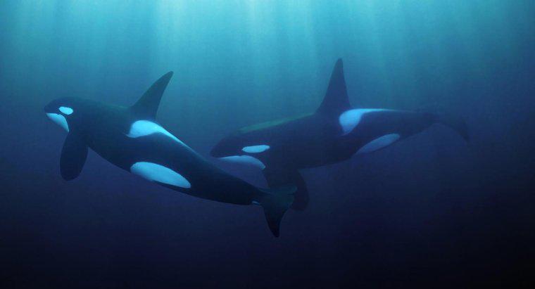 W What Ocean Zone Czy Killer Whales Live?