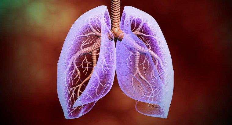 Gdzie płuca znajdują się w ciele ludzkim?