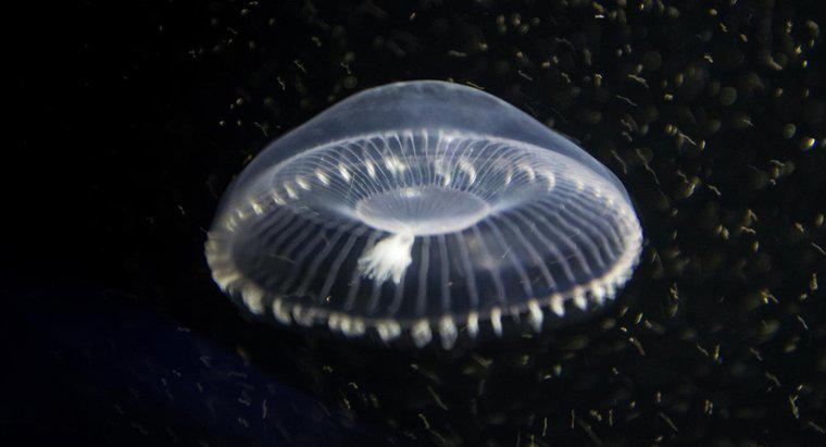 Jak oddychać Jellyfish?