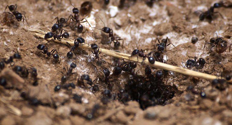 Jakie są oznaki inwazji mrówek Carpentera?