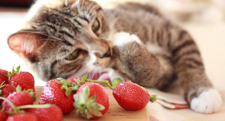 Czego nie smakują tylko koty smakowe?