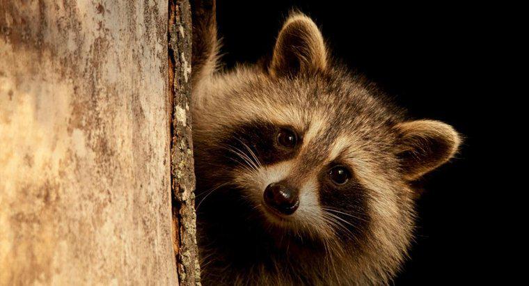 Jak pozbyć się oczu raccoon?