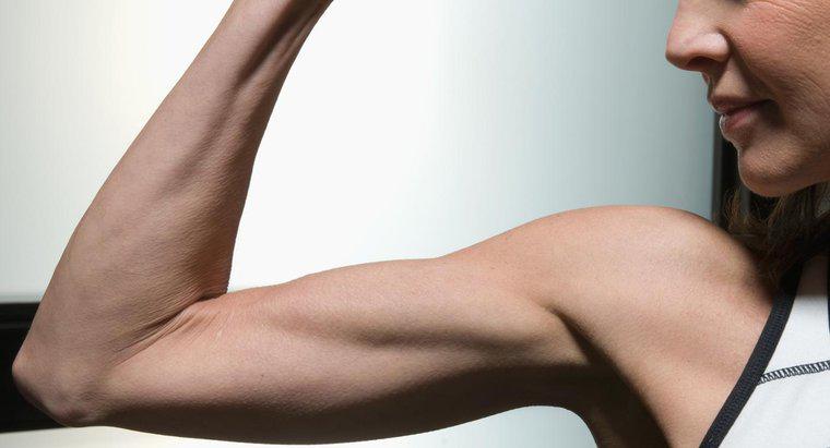 Jak Twoje Bicepsy i Triceps podnoszą Twoją rękę?