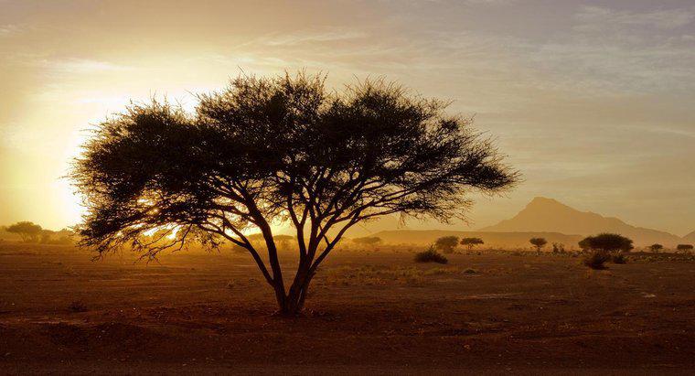 Jaki procent Afryki jest pustynią?