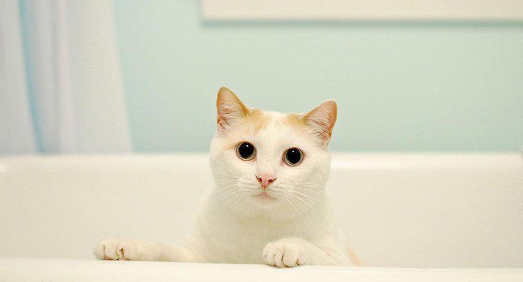 Czy koty potrzebują kąpieli?