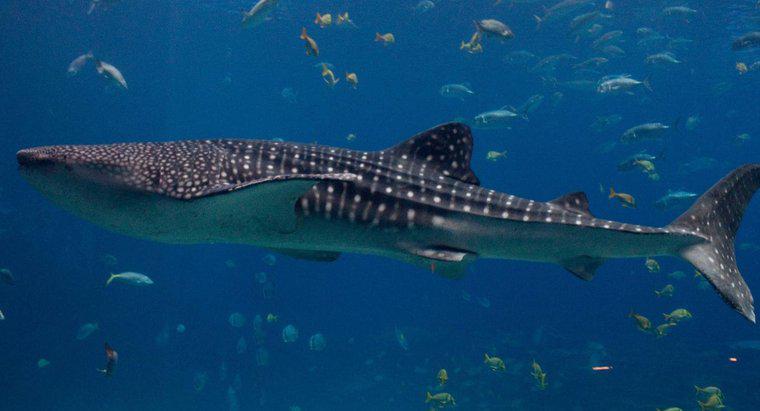 Jaki był największy rekin kiedykolwiek znaleziony?