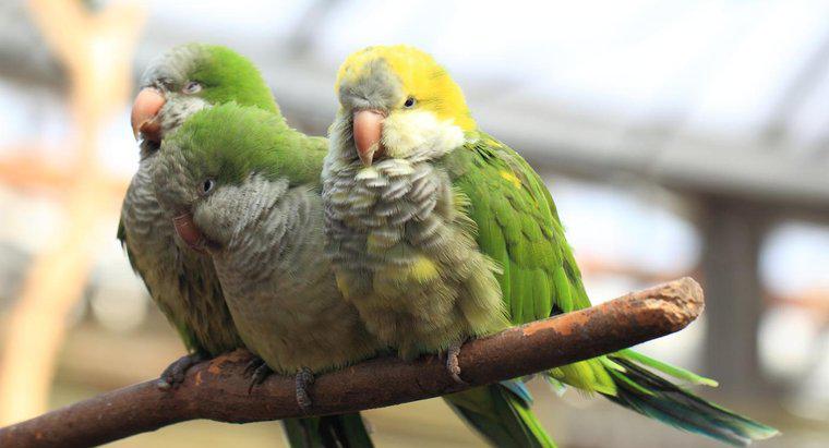 Jaka jest długość życia papugi kwakrów?